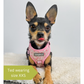 Cute dog wearing a pink puppy harness
