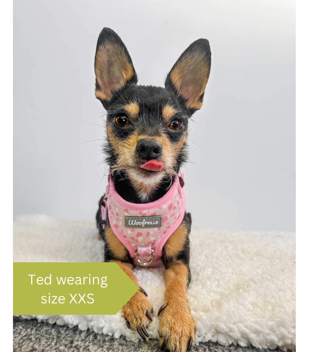 Pink Harness for dogs Pink Dog harnesses Woof frills – Woof Frills