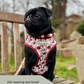 Pug wearing a poppy red harness