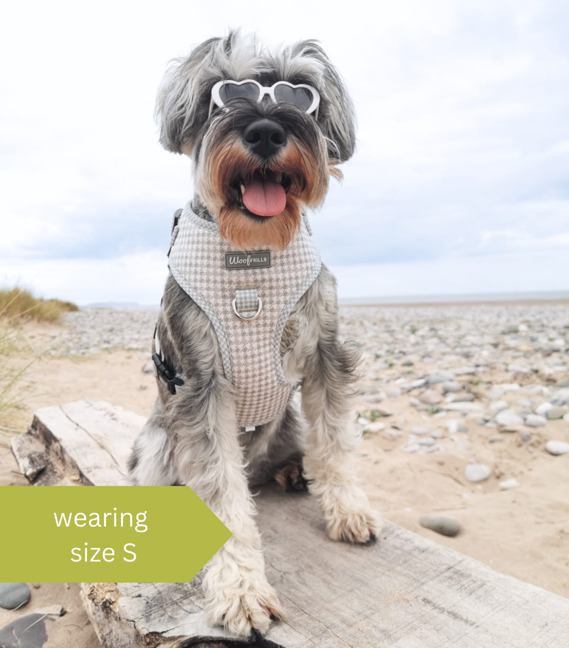 Pets at home dog leads hot sale