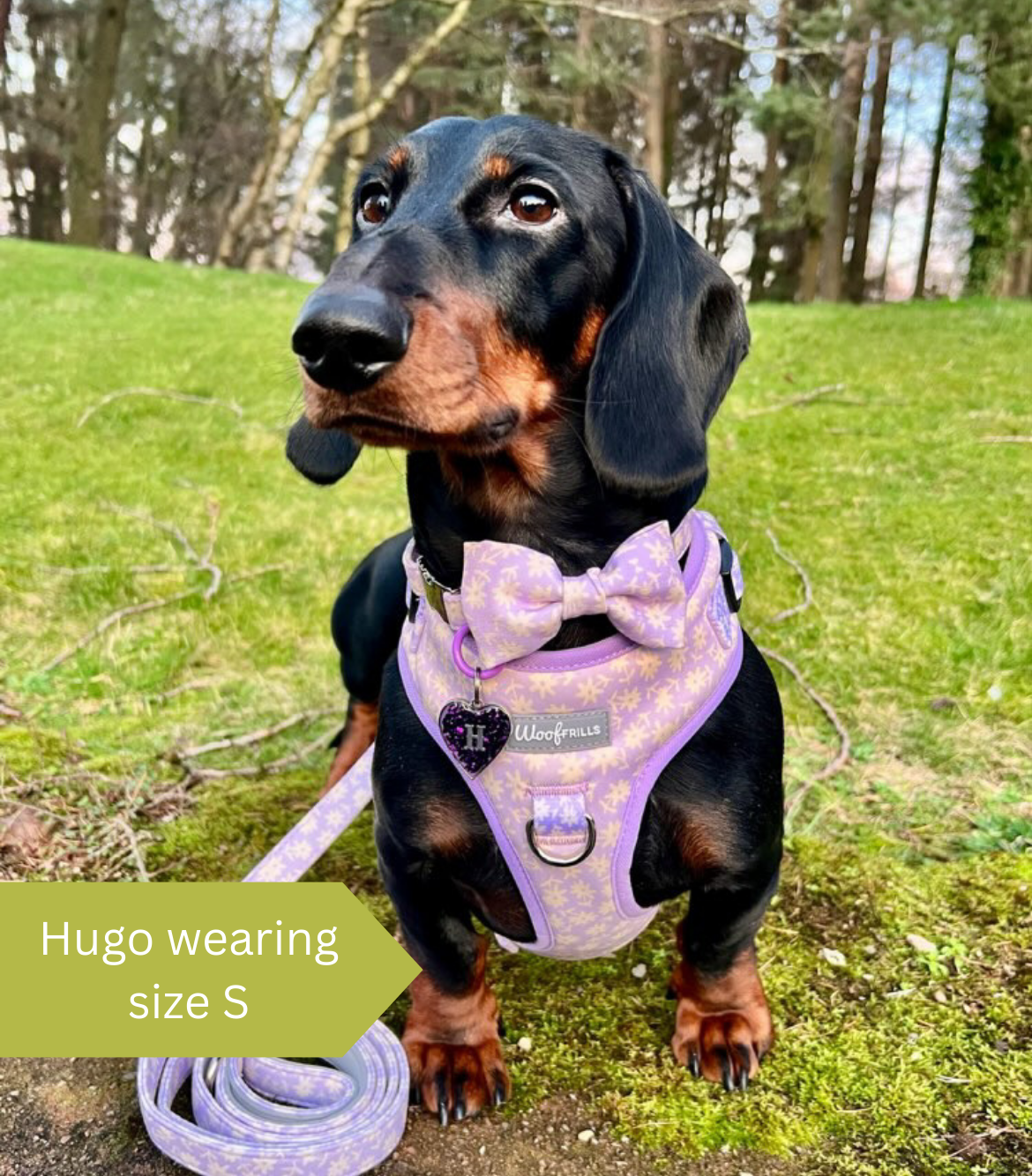 Dachsund wearing a lilac harness for dogs