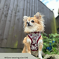 Cute dog wearing a tiny dog harness