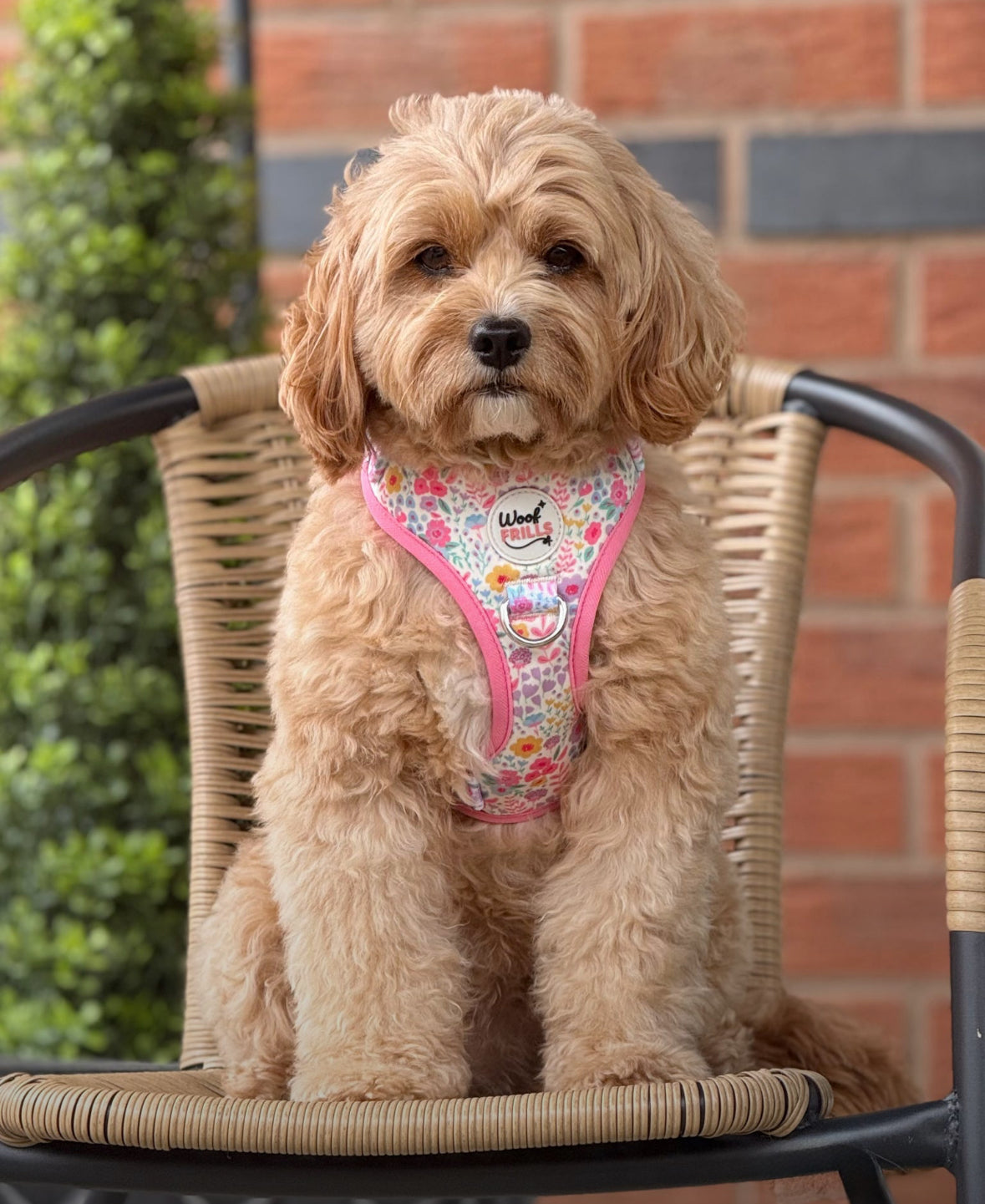 Dog harness , Dog collar and lead set | BUNDLE OF YOUR CHOICE | Blossom dreams with SAILOR BOW