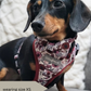 Dacshund wearing a poppy dog harness