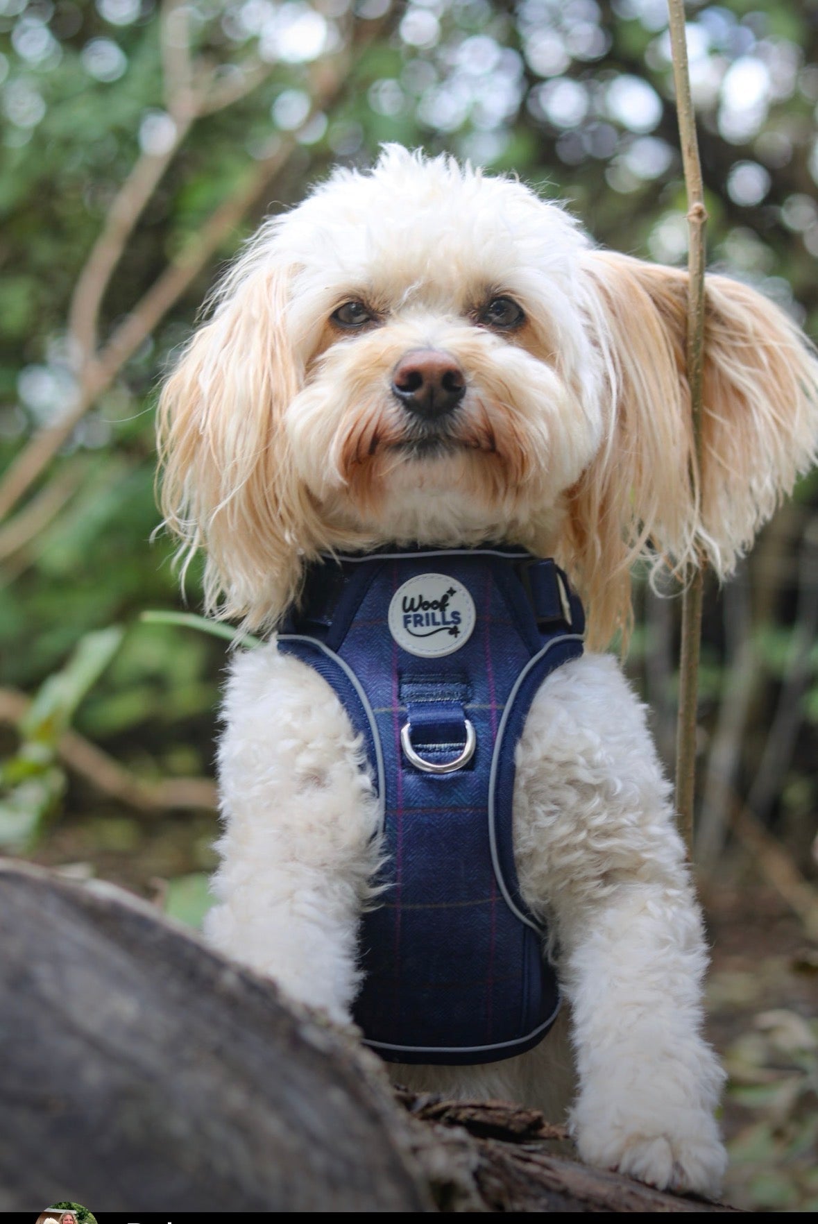 Step in Dog Harness Set | Midnight Trails| Matching Collar, Lead & Bow | BUNDLE OF YOUR CHOICE