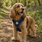Step In Dog Harness | Midnight Trails