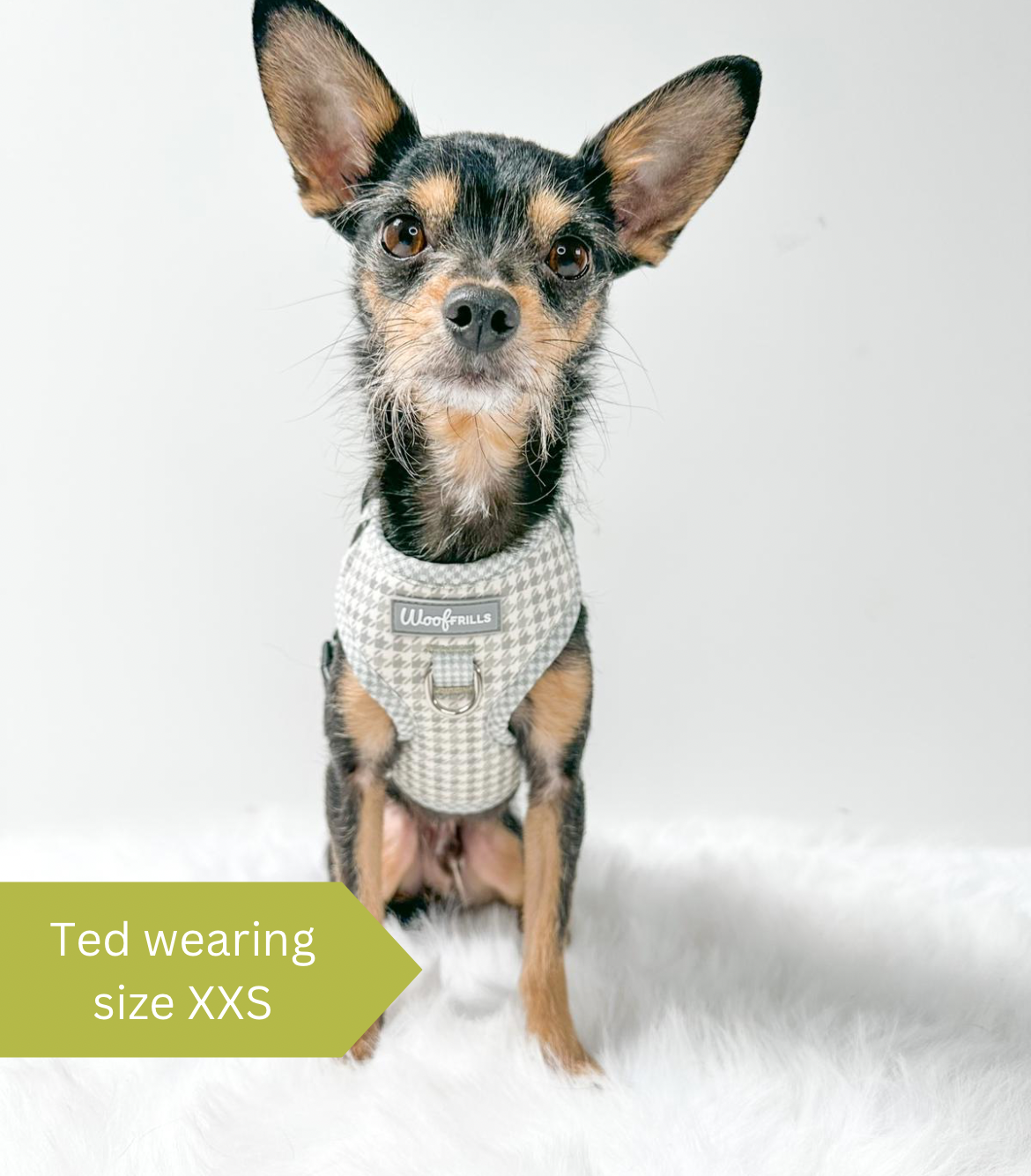 Ted wearing a houndstooth harness for small dogs