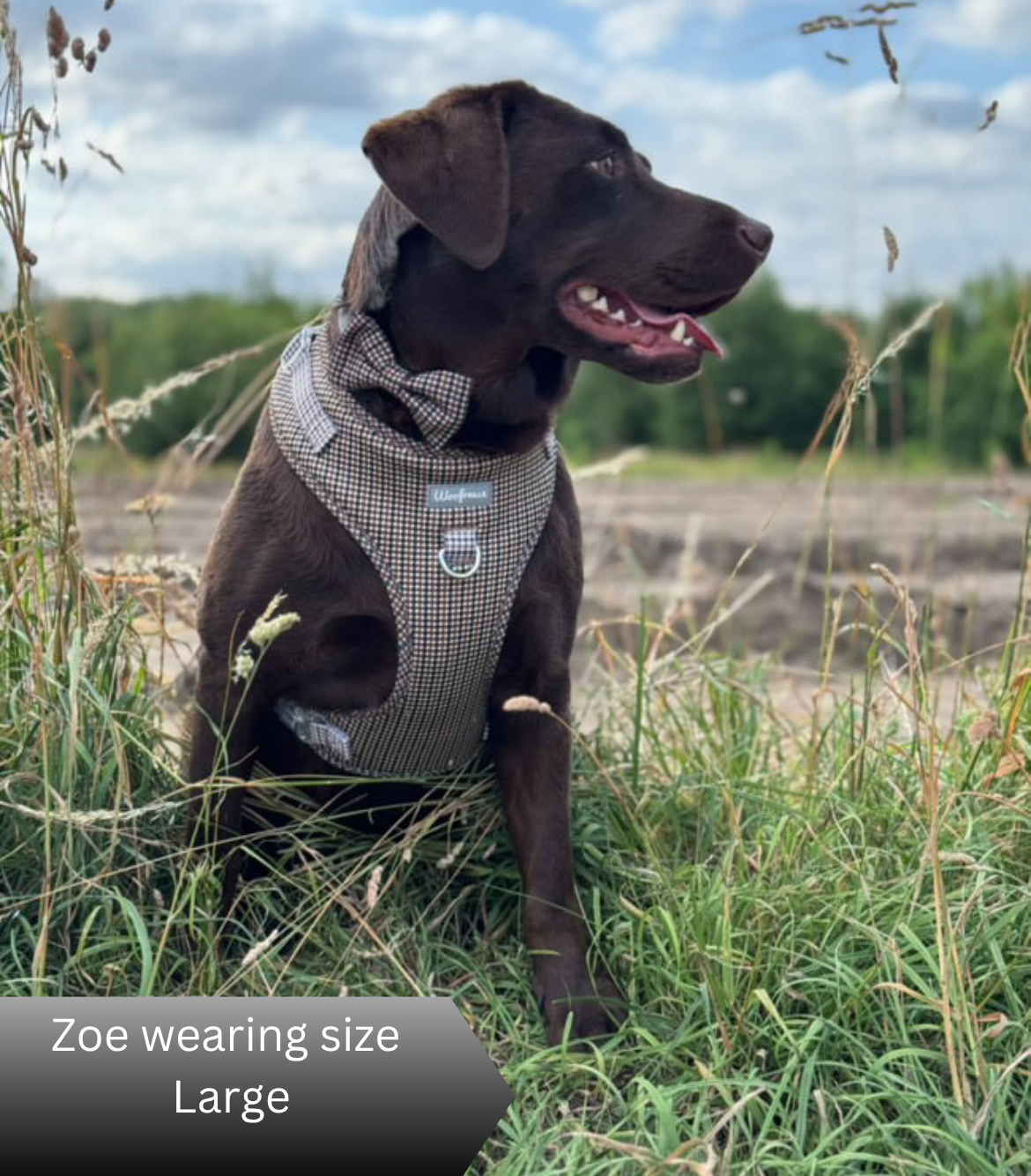Neutral houndstooth dog harness on a big dog