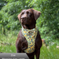 Dog wearing a floral harness with a blurred green background
