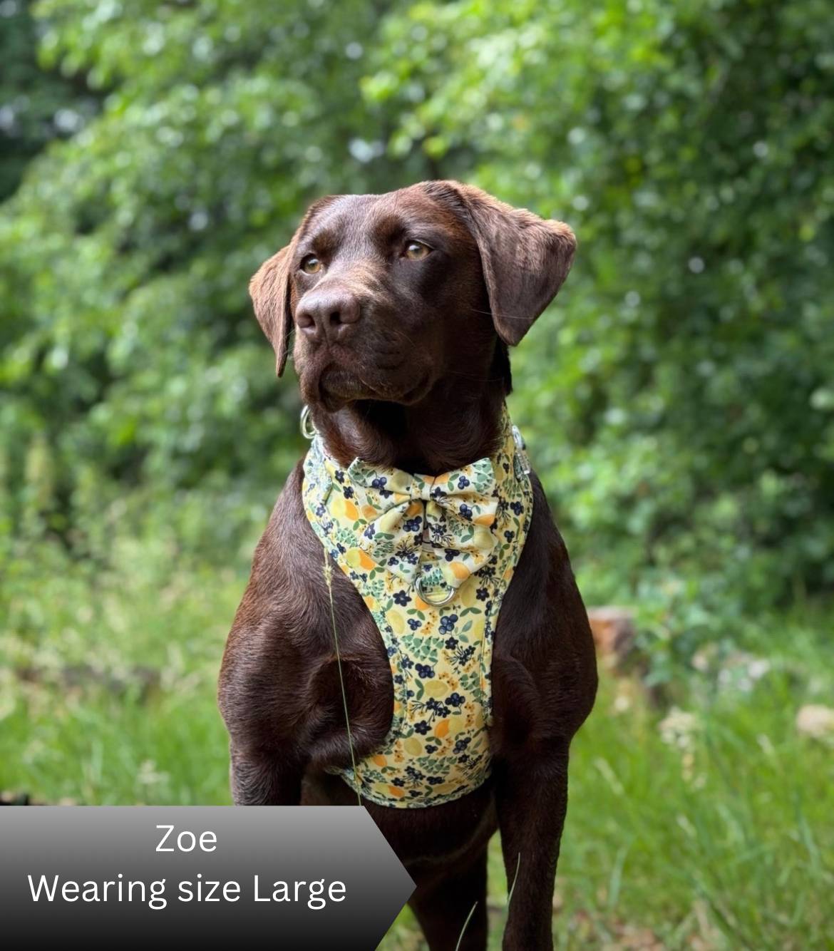 Dog wearing a floral harness with a blurred green background