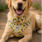 Dog wearing a yellow floral harness with a bow tie, sitting on a path.