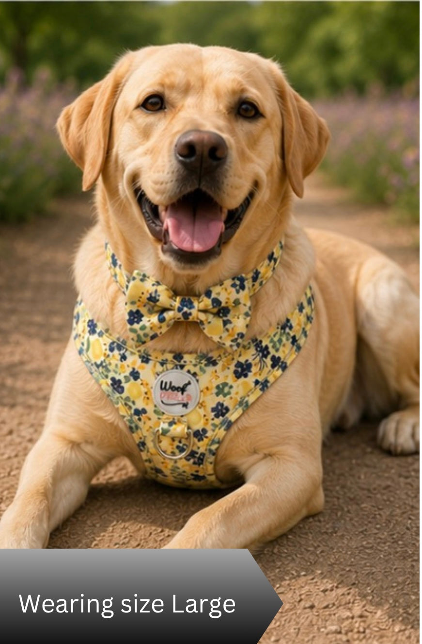 Dog wearing a yellow floral harness with a bow tie, sitting on a path.
