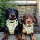 Dog Bow Tie |Blueberry Lemonade | Elastic Attachment for Collar or Harness
