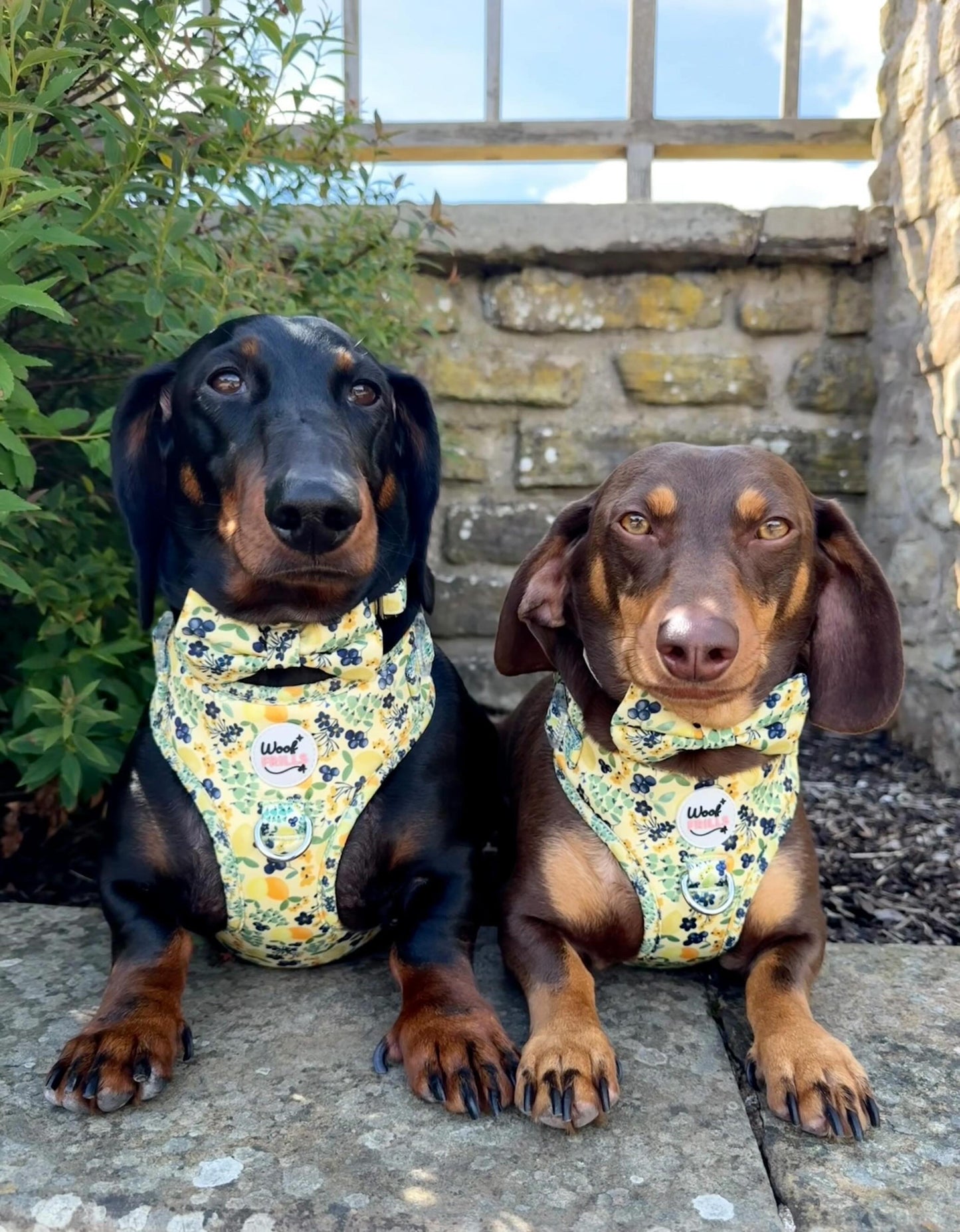 Dog Bow Tie |Blueberry Lemonade | Elastic Attachment for Collar or Harness
