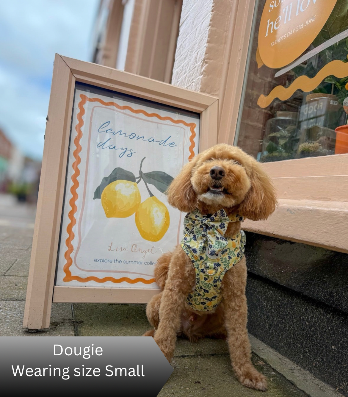 Dog wearing a floral harness and bow tie sitting in front of a lemon-themed sign and store window.