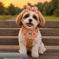 Small dog on a bench wearing a cute dog harness set