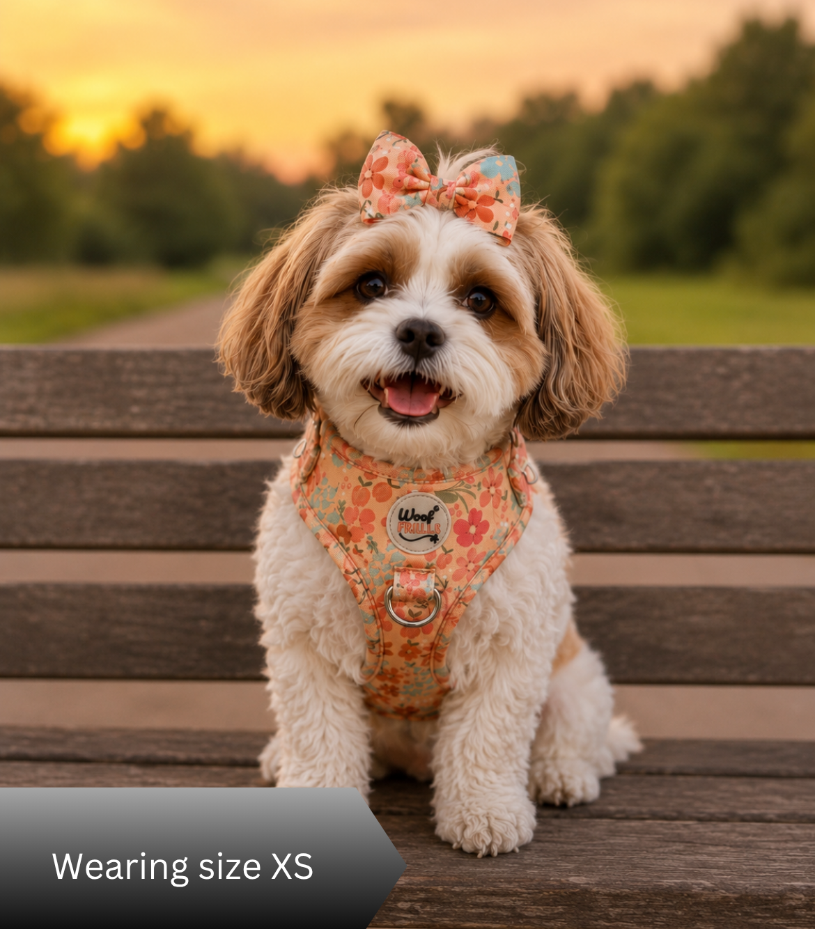 Small dog on a bench wearing a cute dog harness set