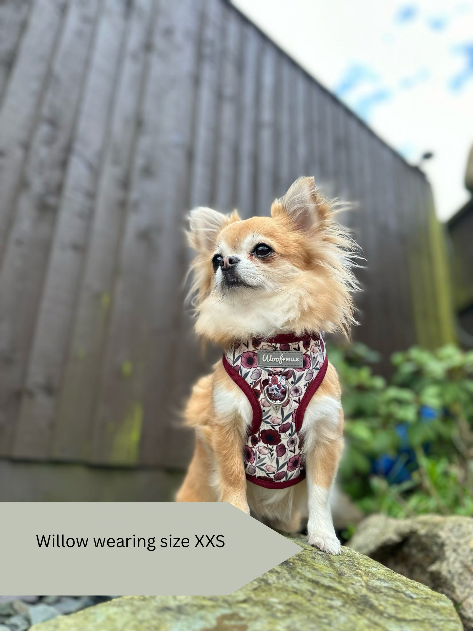Willow wearing a xs dog harness with flowers