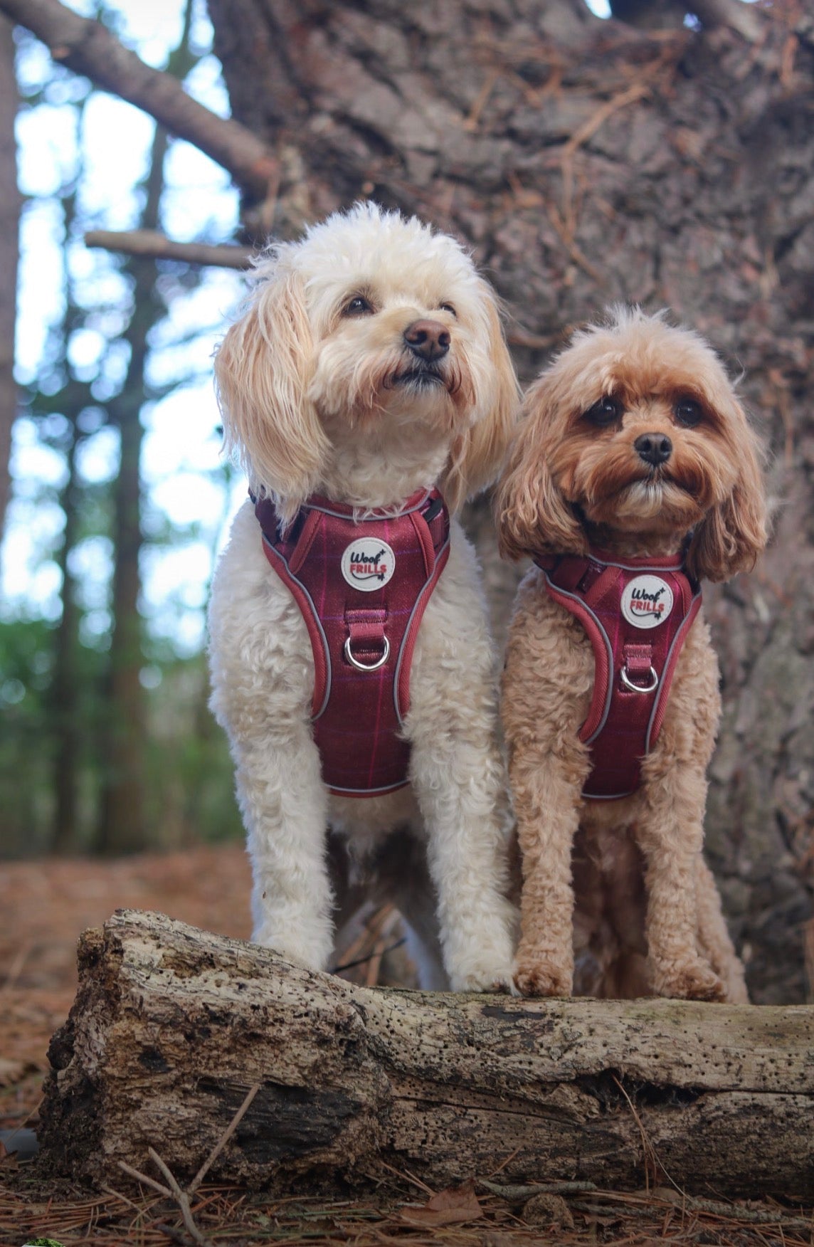 Step in Dog Harness Set | Mulberry Trails | Matching Collar, Lead & Bow | BUNDLE OF YOUR CHOICE