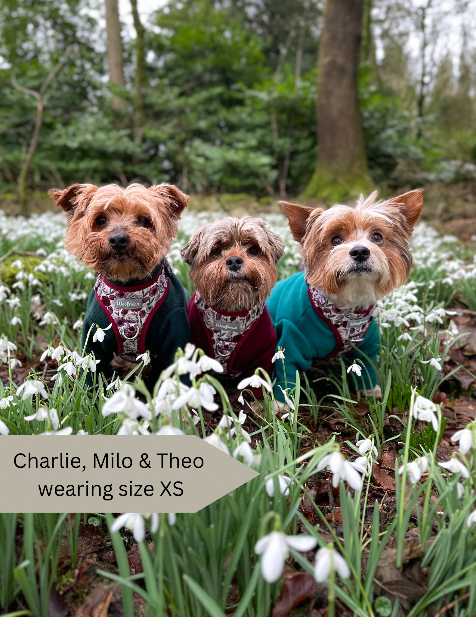Yorkie dogs wearing a cute floral dog harness