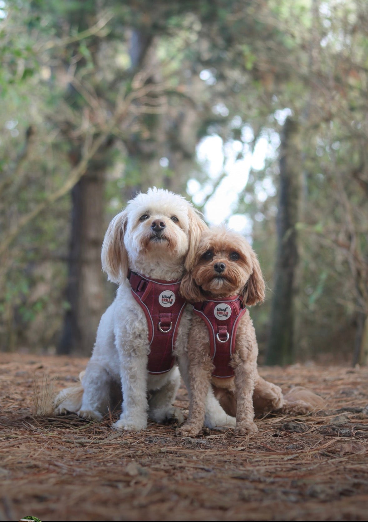 Step in Dog Harness Set | Mulberry Trails | Matching Collar, Lead & Bow | BUNDLE OF YOUR CHOICE