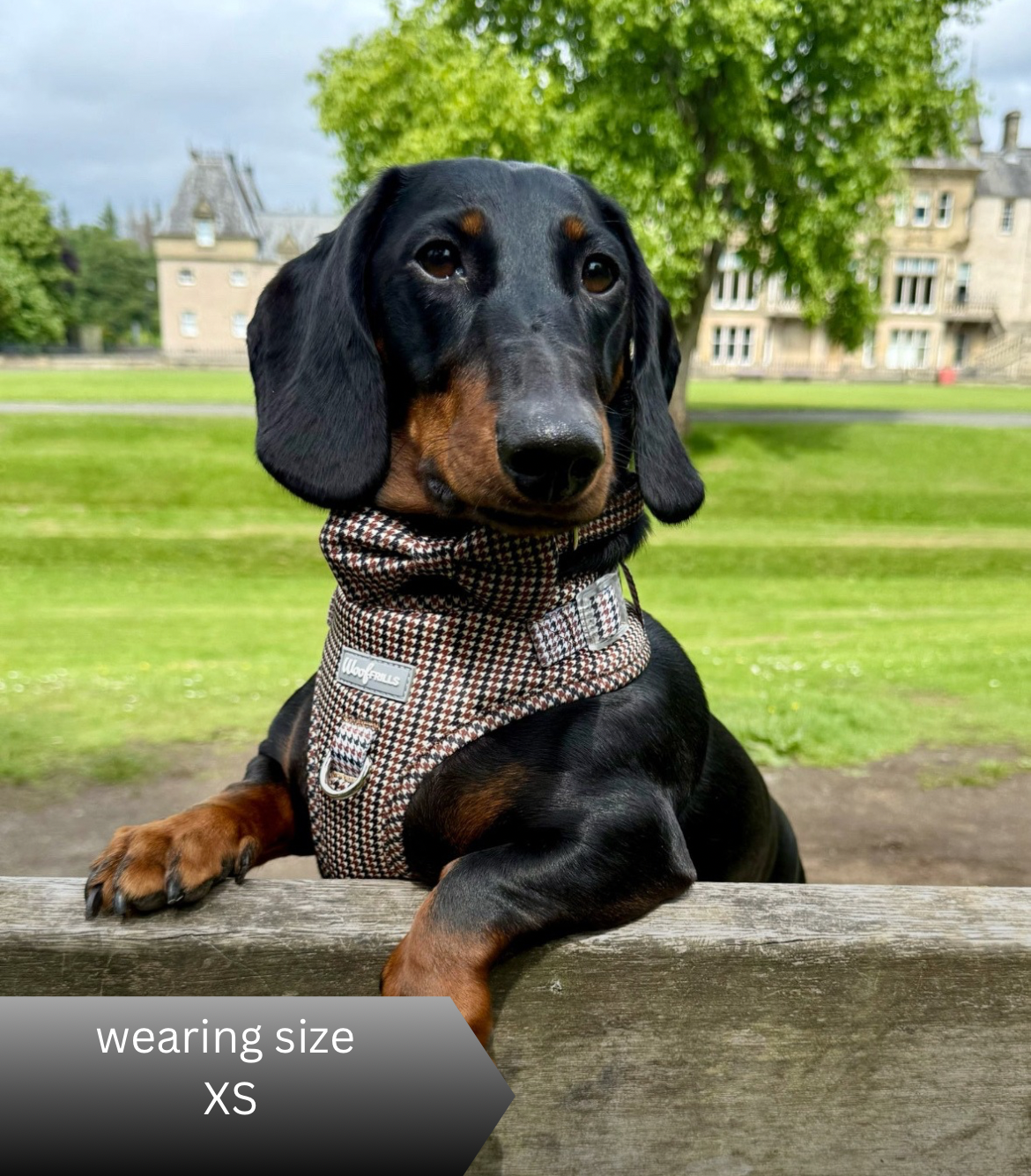 Classic dog harness houndstooth design on small dog