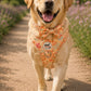 Dog wearing a floral harness with a bow tie in a natural setting