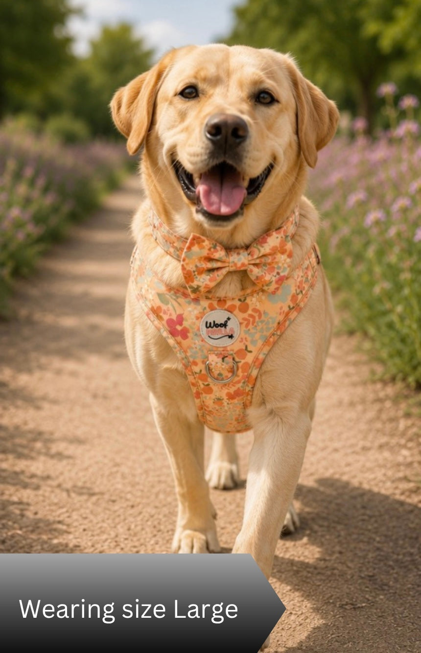 Dog wearing a floral harness with a bow tie in a natural setting