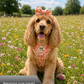 Dog wearing a floral harness and bow tie in a field of flowers