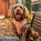 Dog wearing a summer orange harness sitting on a bench outdoors