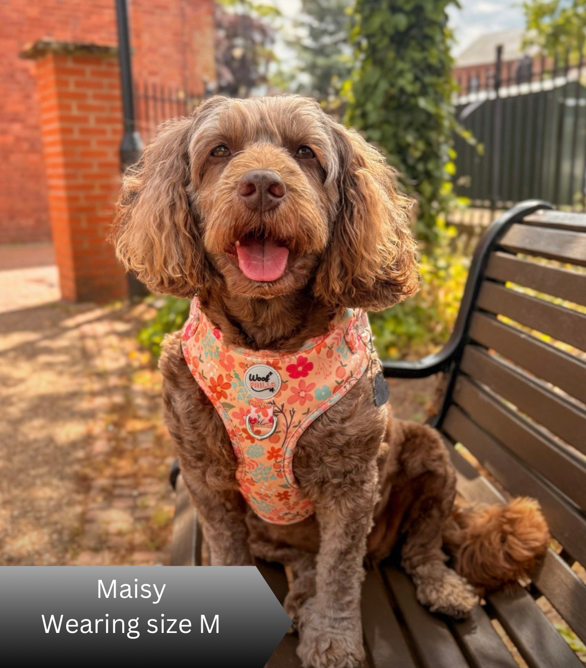 Dog wearing a summer orange harness sitting on a bench outdoors