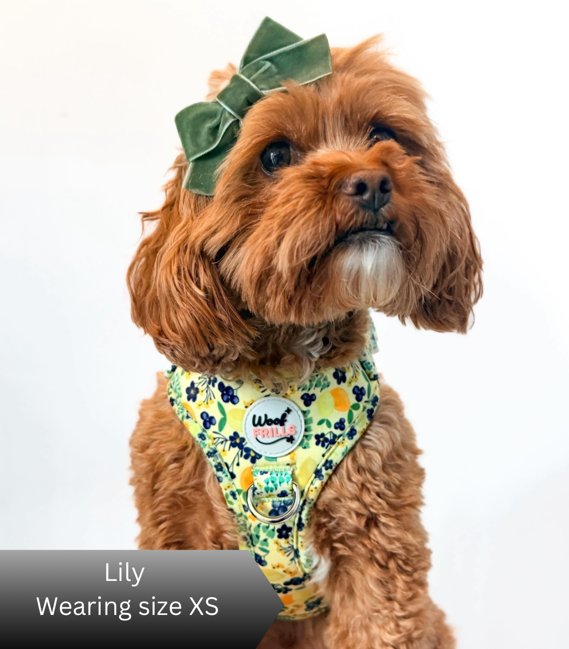Dog wearing a floral harness and green bow on a white background