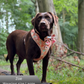Dog wearing a floral harness in a forest setting