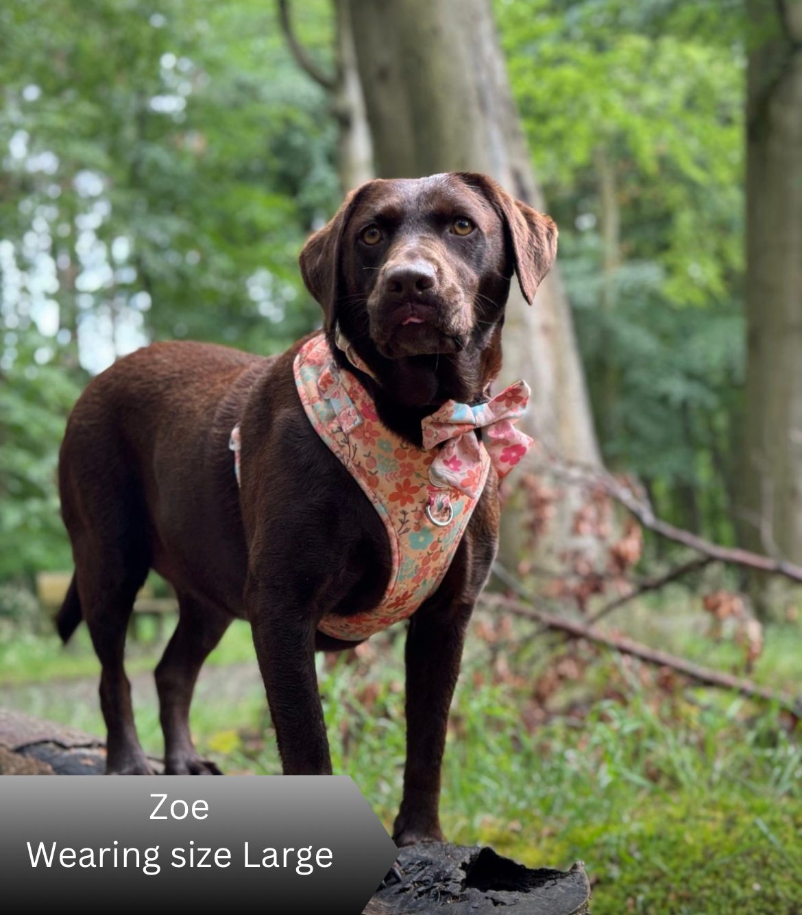 Dog wearing a floral harness in a forest setting