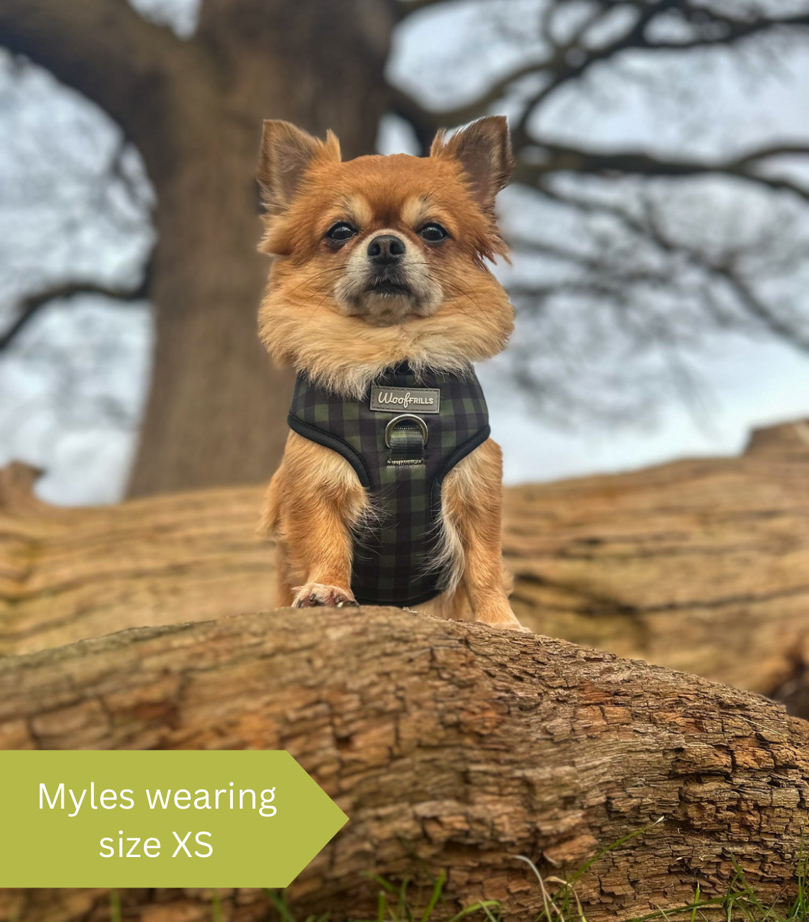 cute dog wearing a green plaid harness