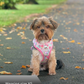 Dog harness , Dog collar and lead set | BUNDLE OF YOUR CHOICE | Blossom dreams with SAILOR BOW