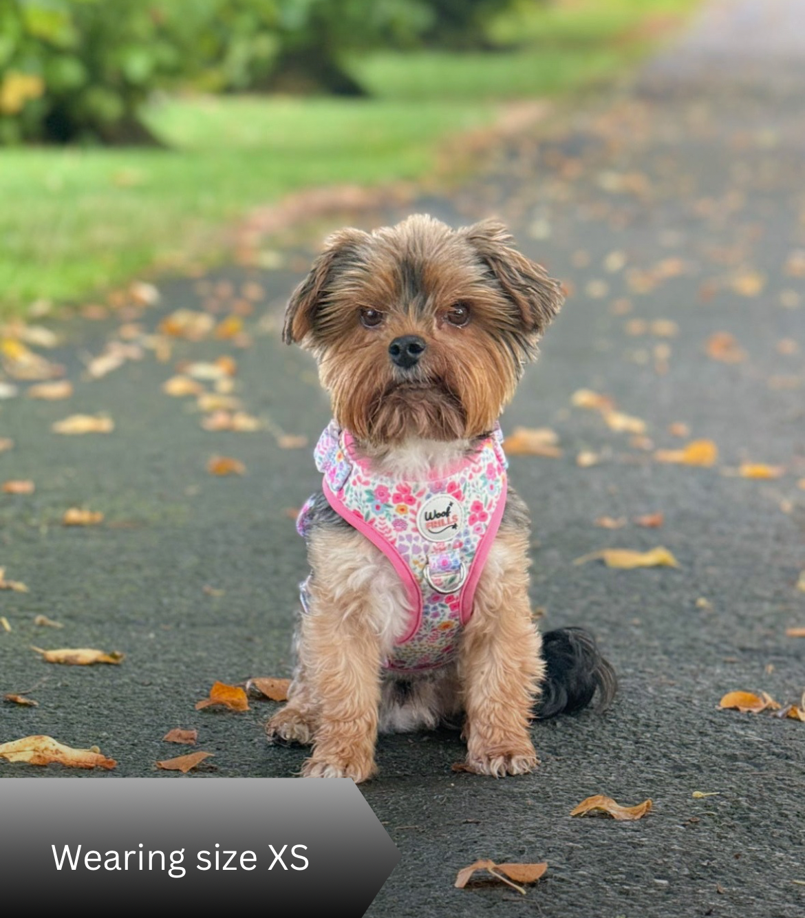Dog harness , Dog collar and lead set | BUNDLE OF YOUR CHOICE | Blossom dreams with SAILOR BOW