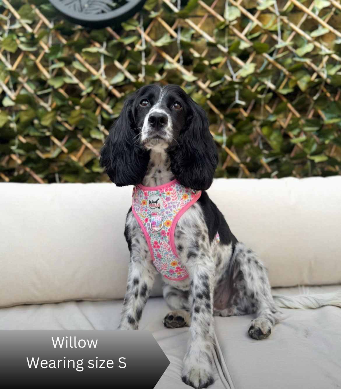 Floral dog harness blossom dreams