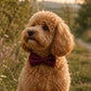 Dog Bow Tie |Mulberry Trails | Elastic Attachment for Collar or Harness