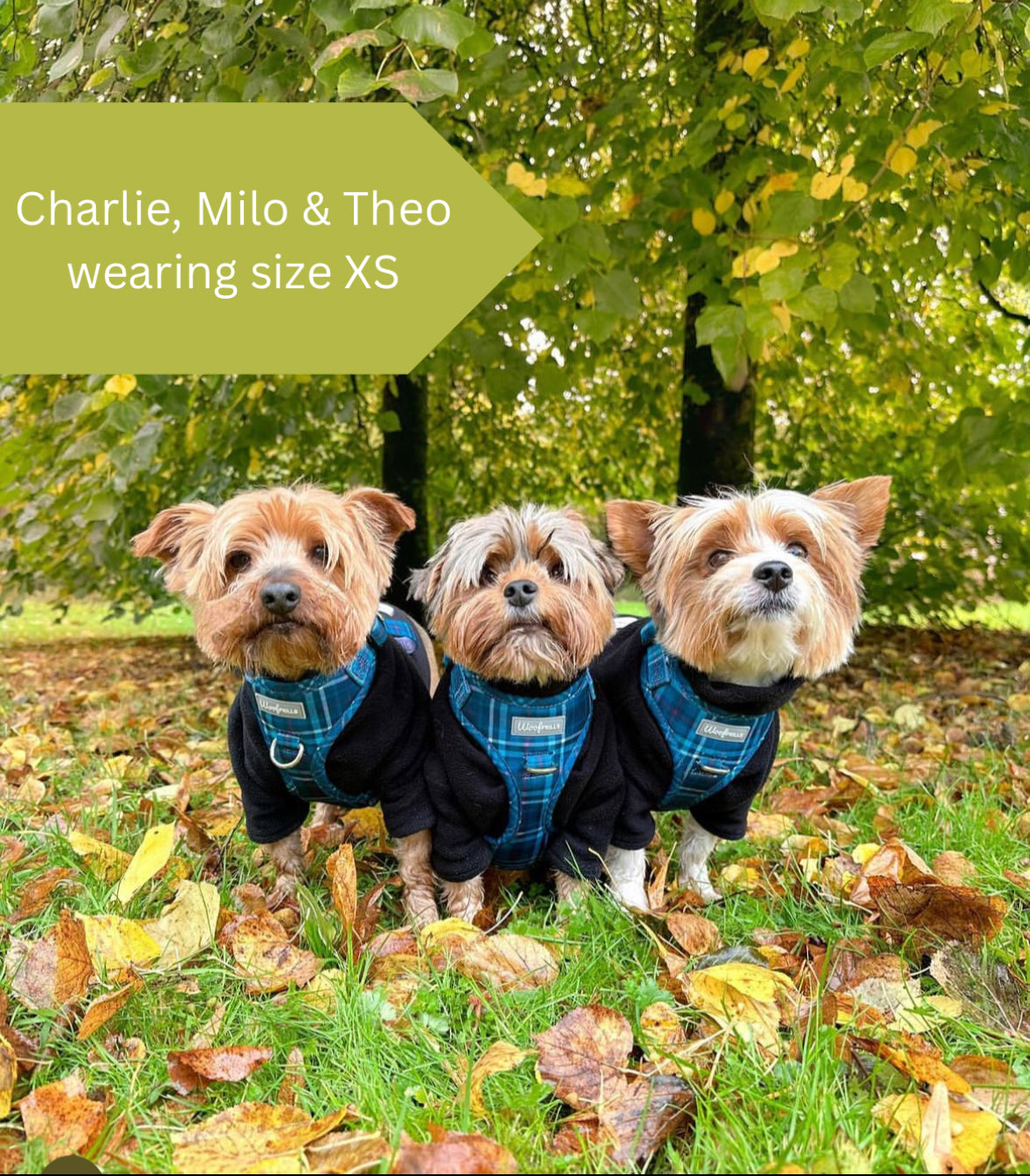 Dog Harness | Plaid Date