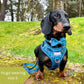 Dog Harness | Plaid Date