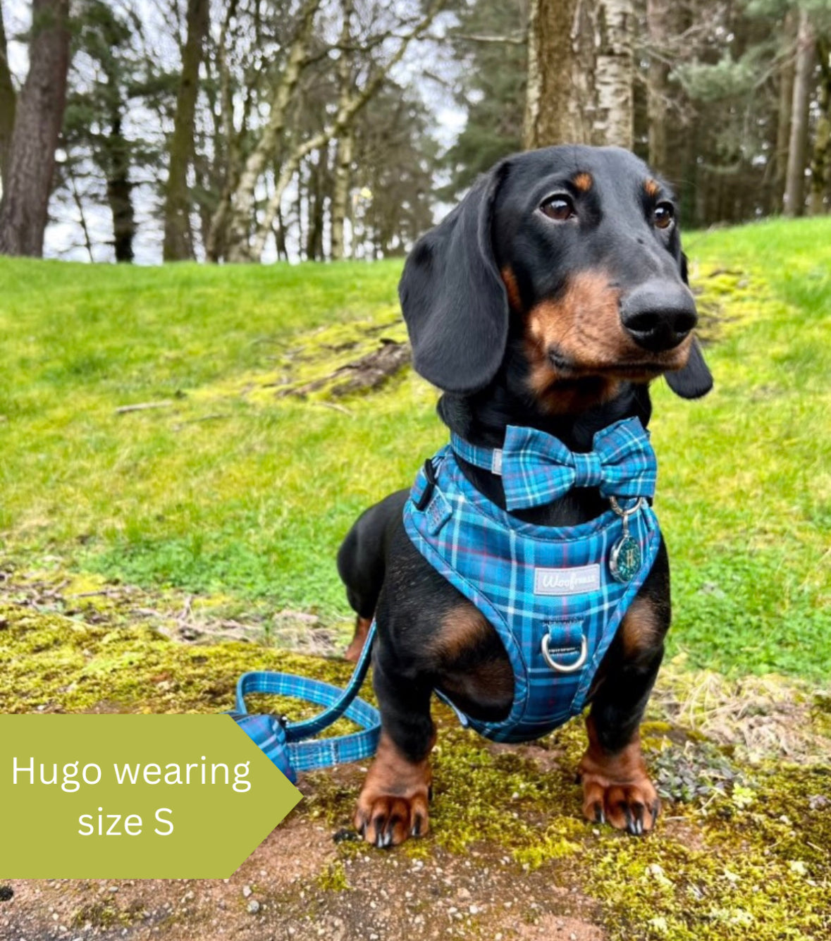 Dog Harness | Plaid Date