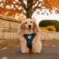 Step In Dog Harness | Midnight Trails
