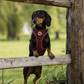 Step in Dog Harness Set | Mulberry Trails | Matching Collar, Lead & Bow | BUNDLE OF YOUR CHOICE