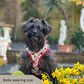 Schnauzer wearing a spring flower dog harness
