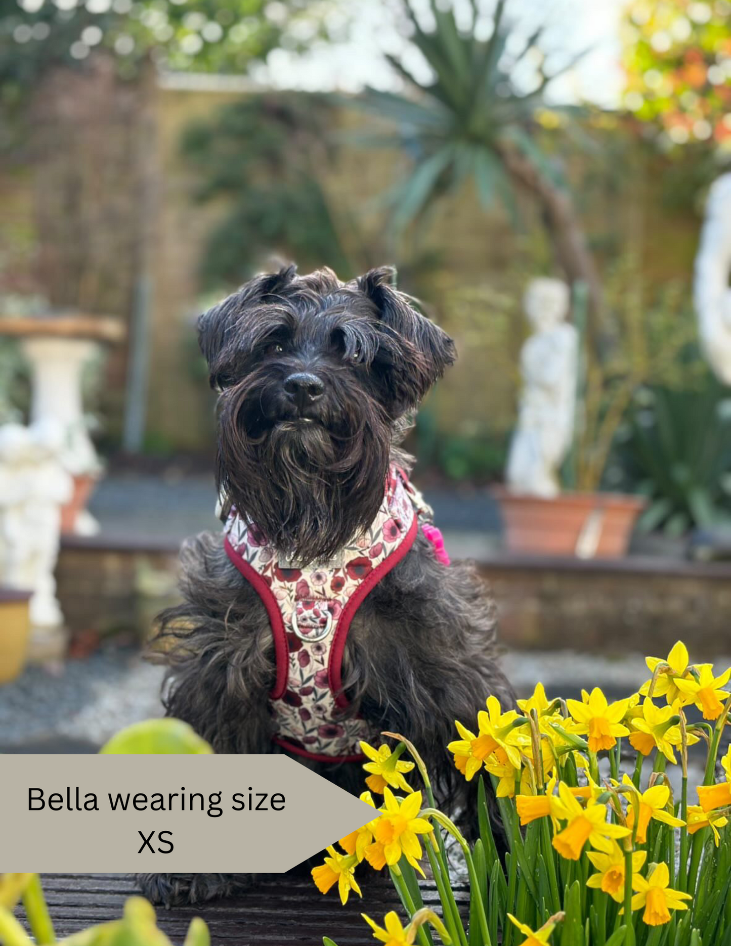Schnauzer wearing a spring flower dog harness