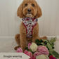 Cockapoo wearing a spring dog harness