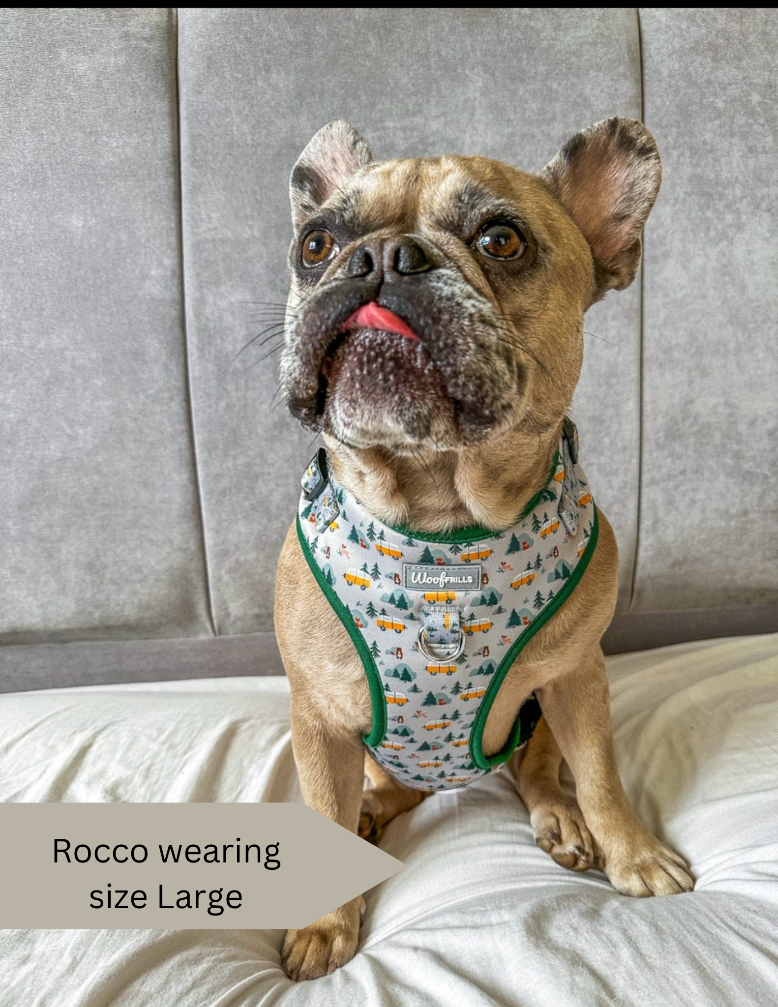 Largest Frenchie Giant French Bulldog Georgie Fluffy Big