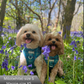 PRE ORDER 3-4 WEEKS-Dog harness, Dog collar and lead set | BUNDLE OF YOUR CHOICE | Plaid Date