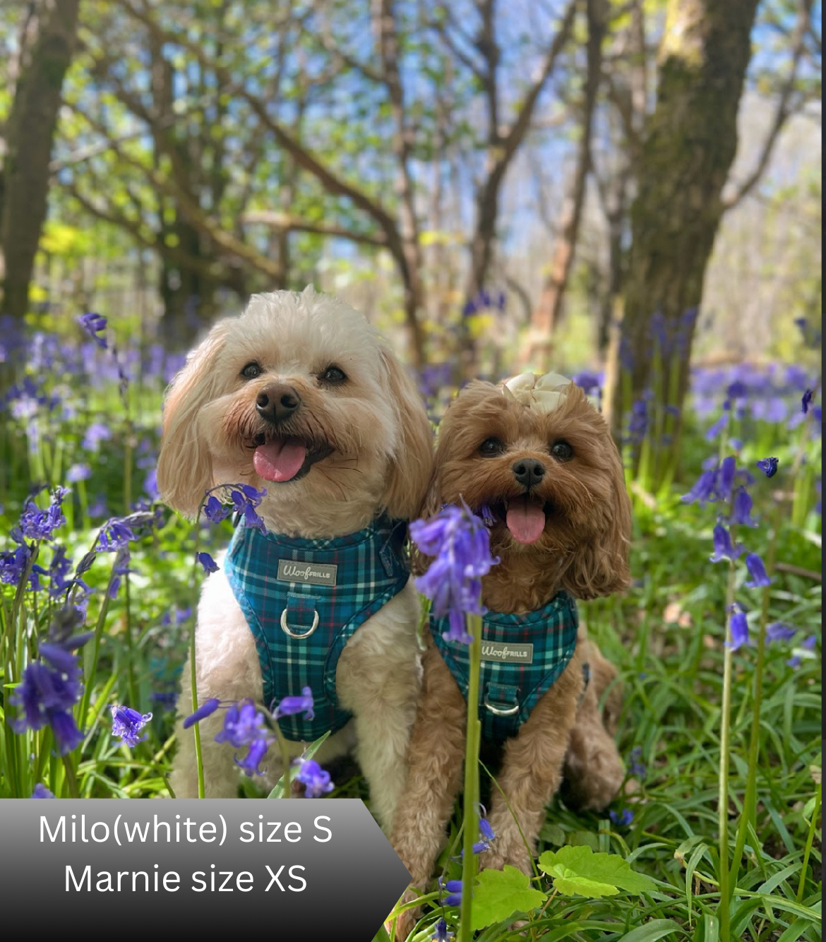 PRE ORDER 3-4 WEEKS-Dog harness, Dog collar and lead set | BUNDLE OF YOUR CHOICE | Plaid Date